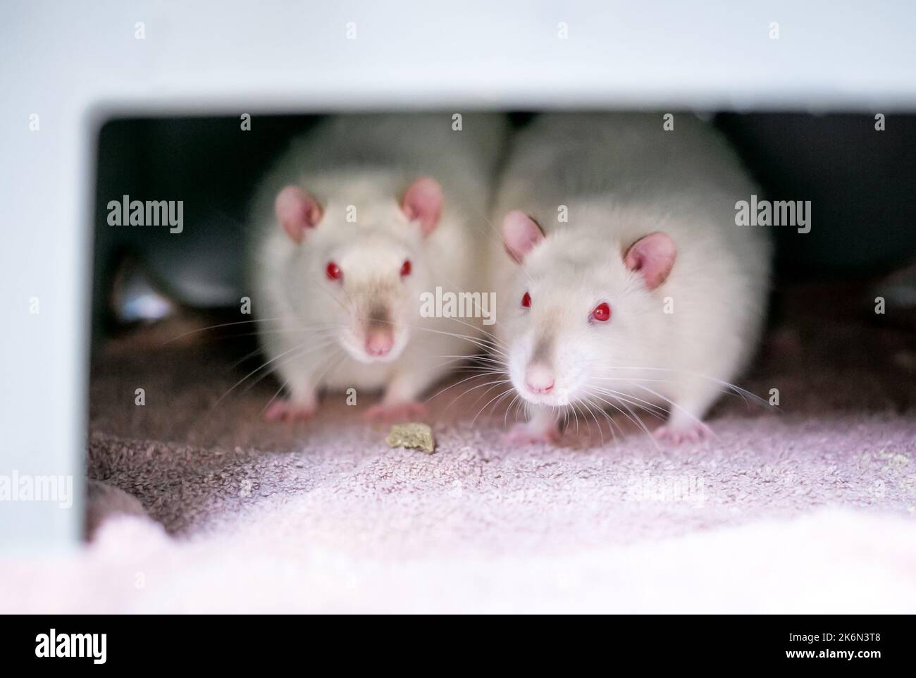 Two white albino pet rats with red eyes sitting together in a cage Stock Photo