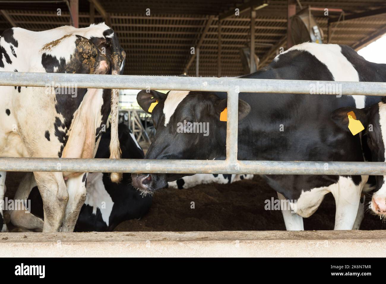 Many black cows standing farm hi-res stock photography and images - Alamy