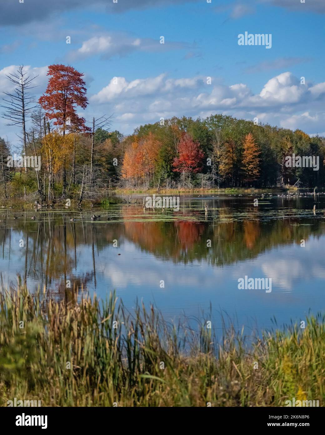 USA. 14th Oct, 2022. New York State Fall Weather and tree color / colour Credit: Don Mennig/Alamy Live News Stock Photo