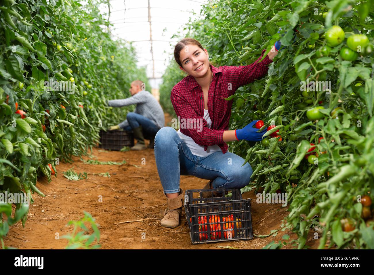 Female farmer harvests tomatoes in greenhouse Stock Photo - Alamy