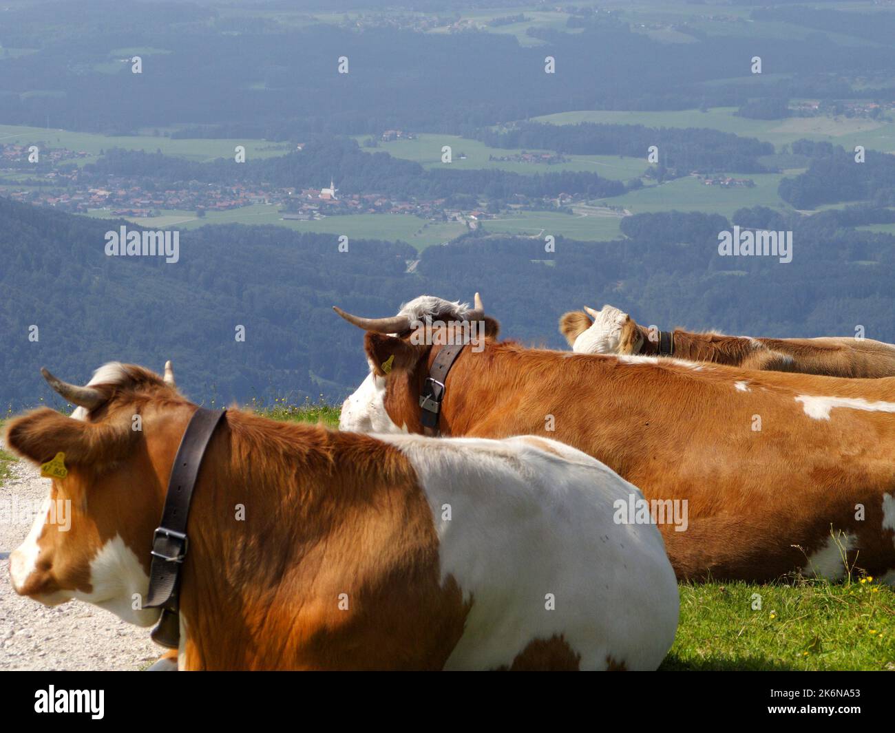 Three resting cows watching over Bavarian landscape from mountain Kampenwand, Chiemgau, Bavaria, Germany Stock Photo