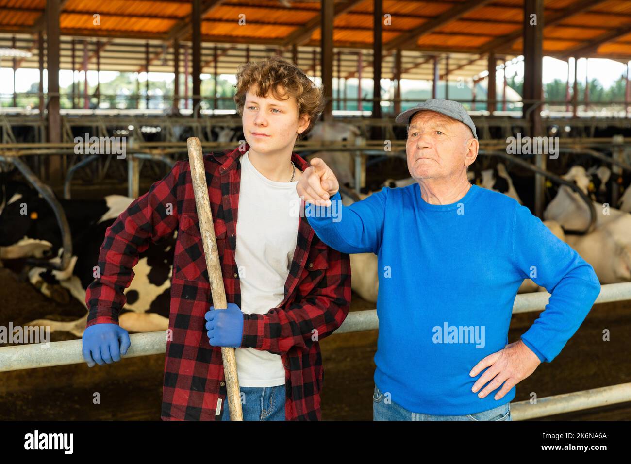 Farm owner with young farm worker in cowhouse Stock Photo Alamy