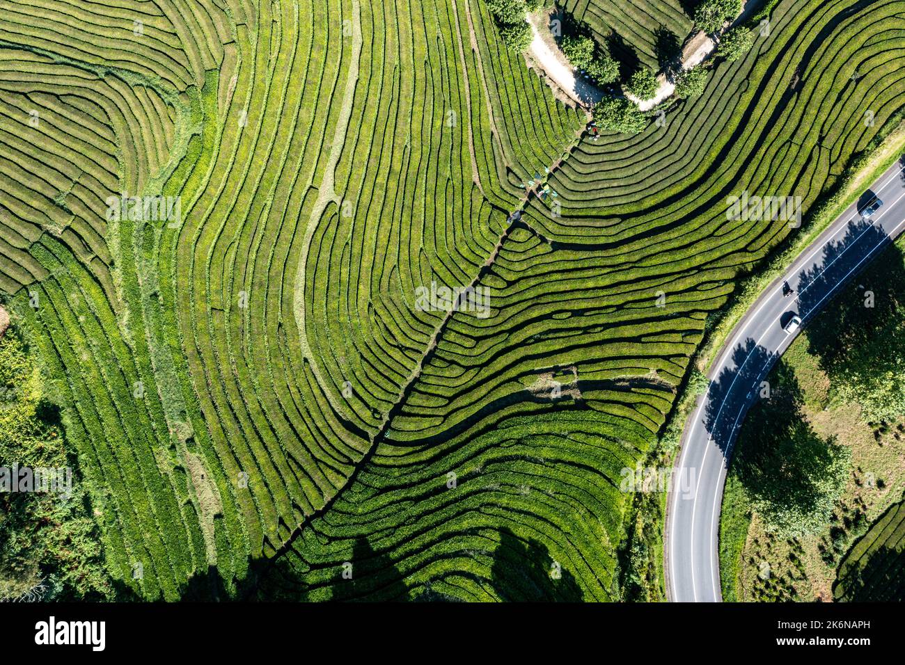 Lush green tea fields on San Miguel Island, Azores Stock Photo