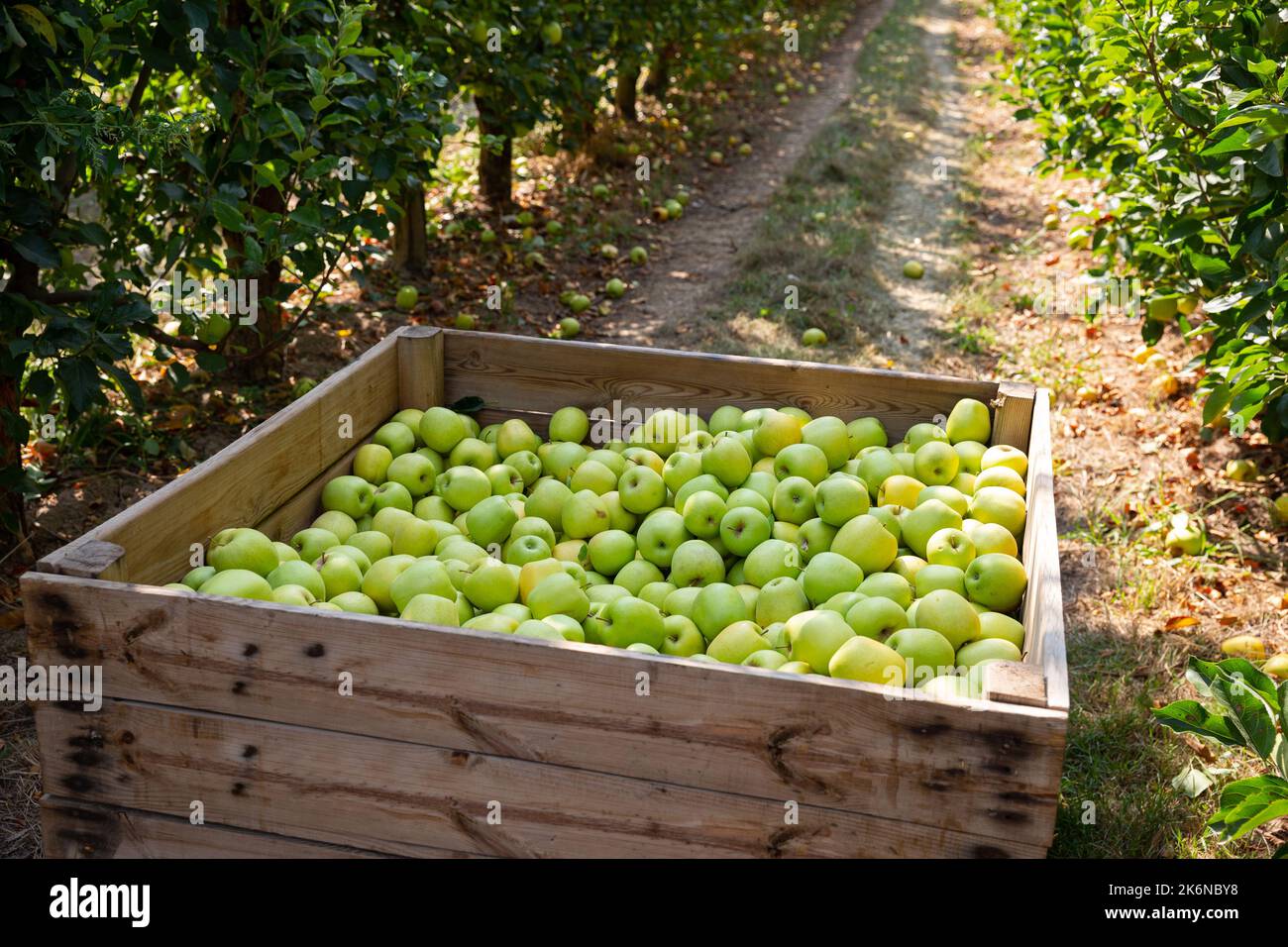 Apples harvest in big crate Stock Photo Alamy
