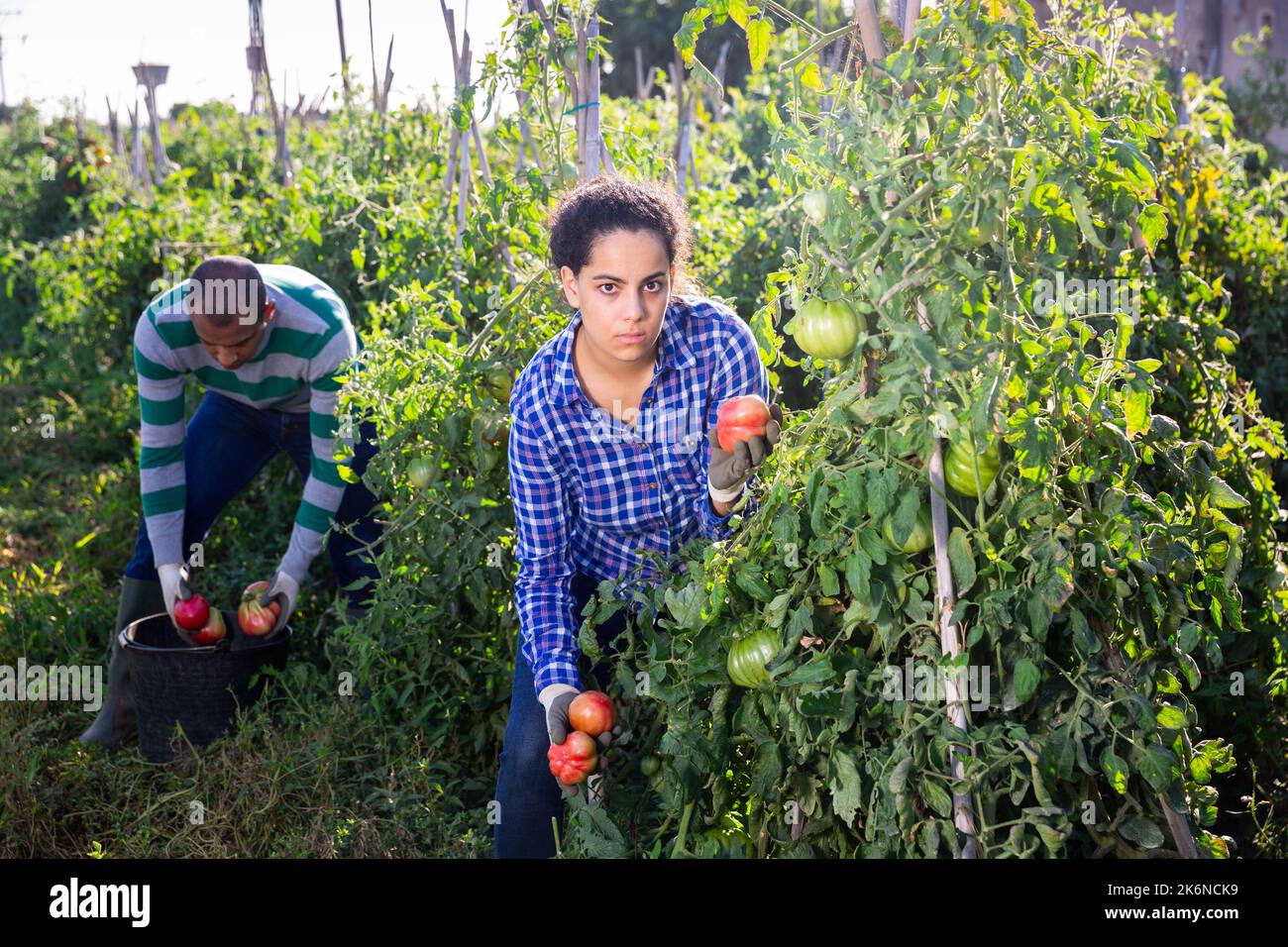Female farm worker gathering crop of tomatoes Stock Photo - Alamy