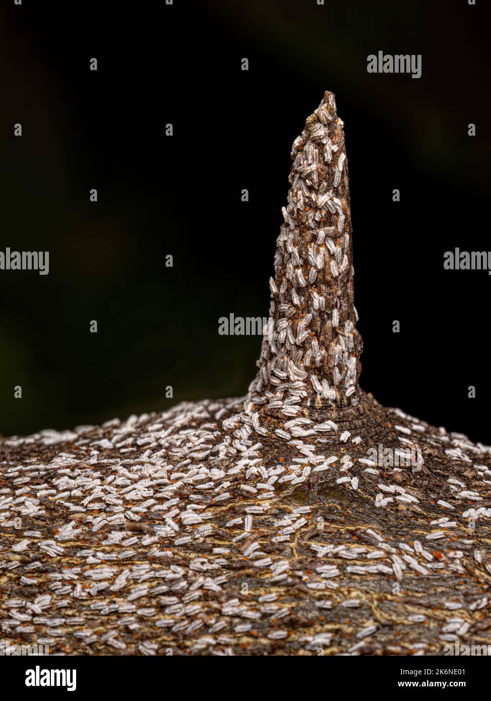 Citrus Snow Scale Insect of the species Unaspis citri Stock Photo