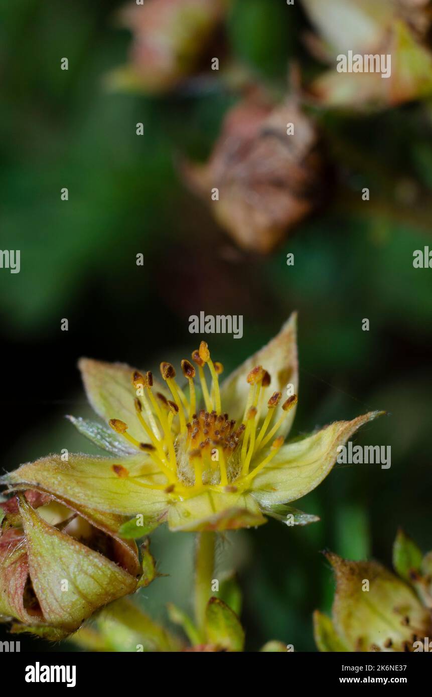 Yellow Flower Bush Stock Photo Alamy