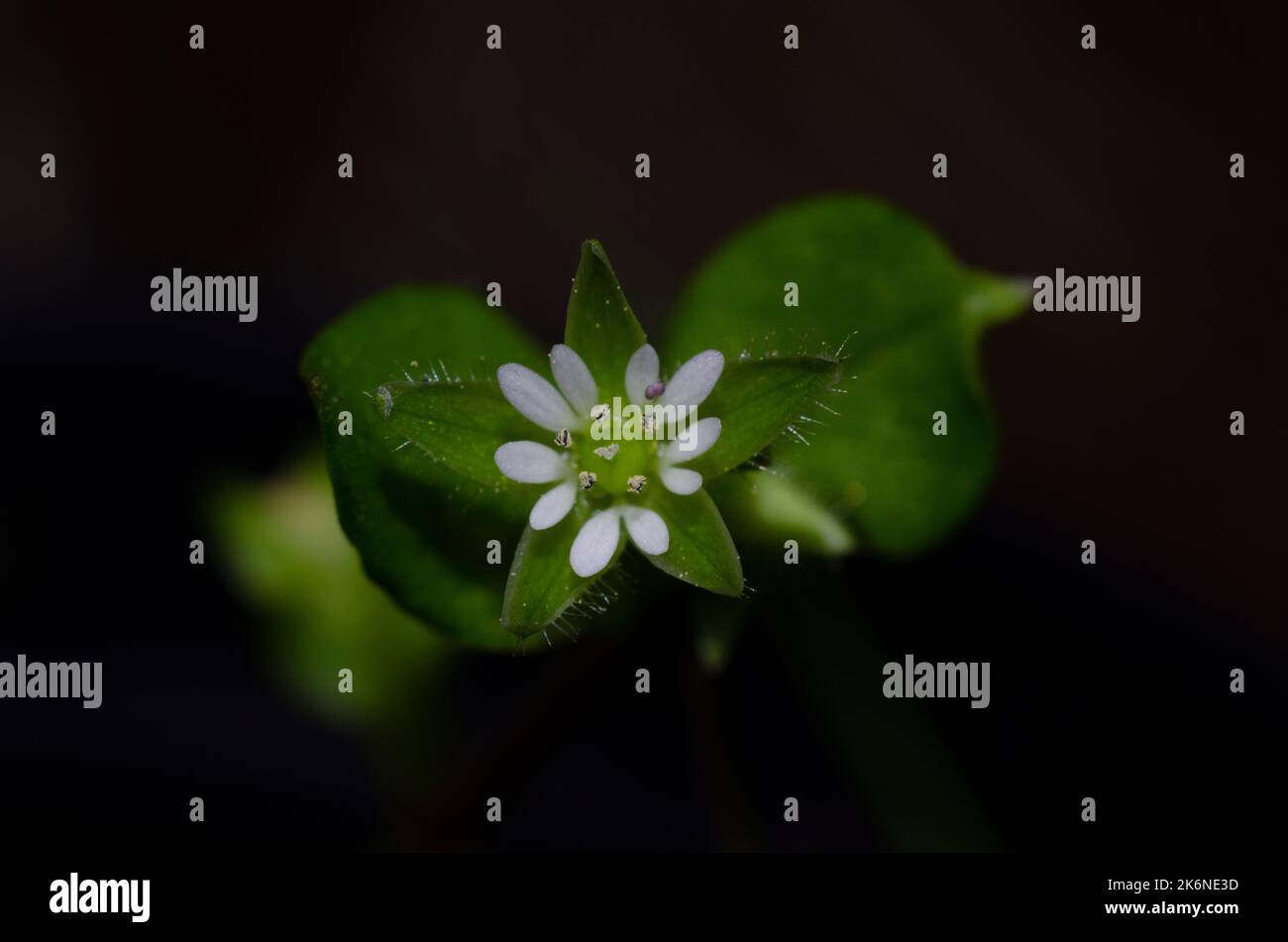 Beautiful wild white flower hi-res stock photography and images - Alamy
