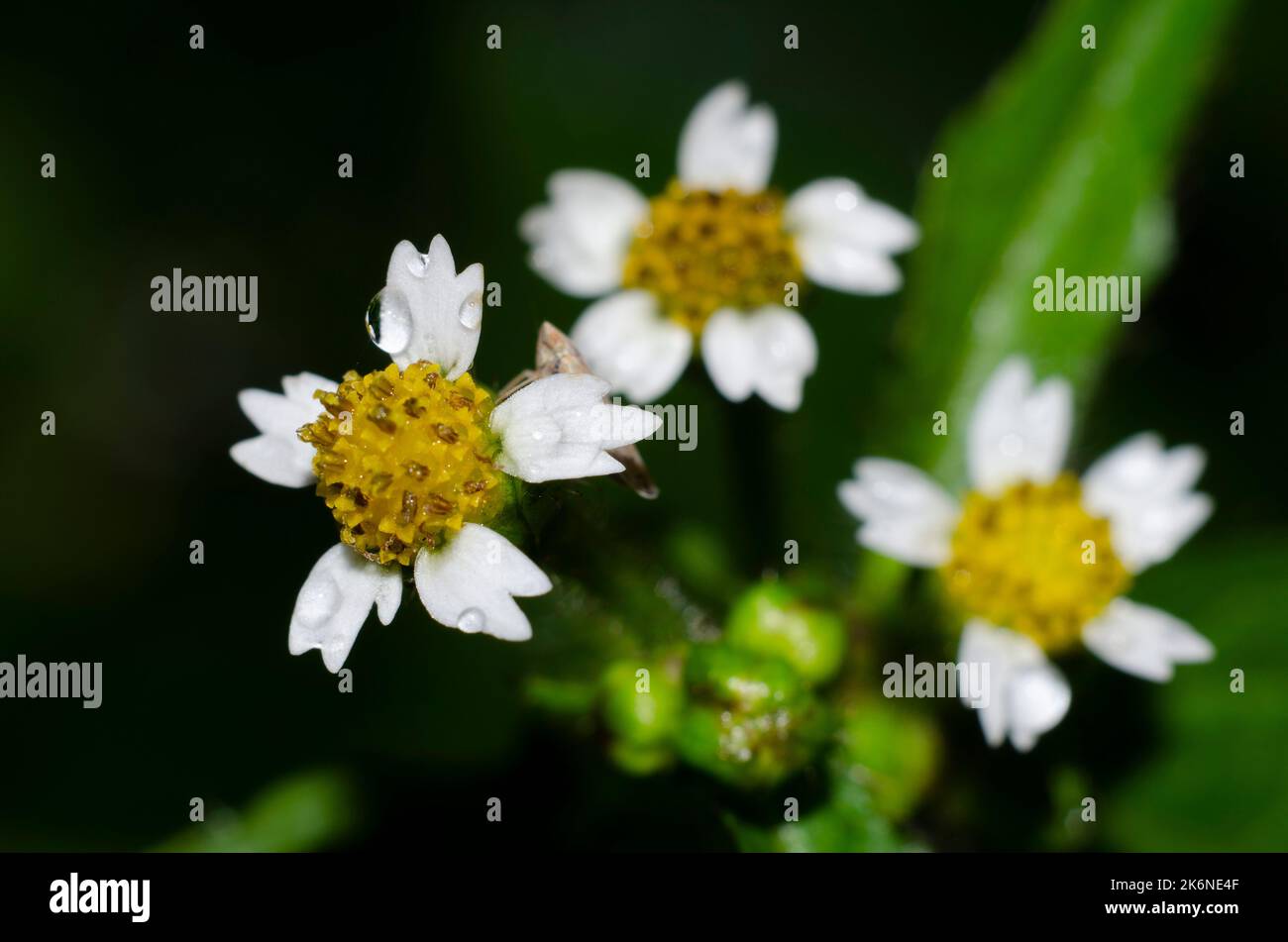 Galinsoga bush Stock Photo