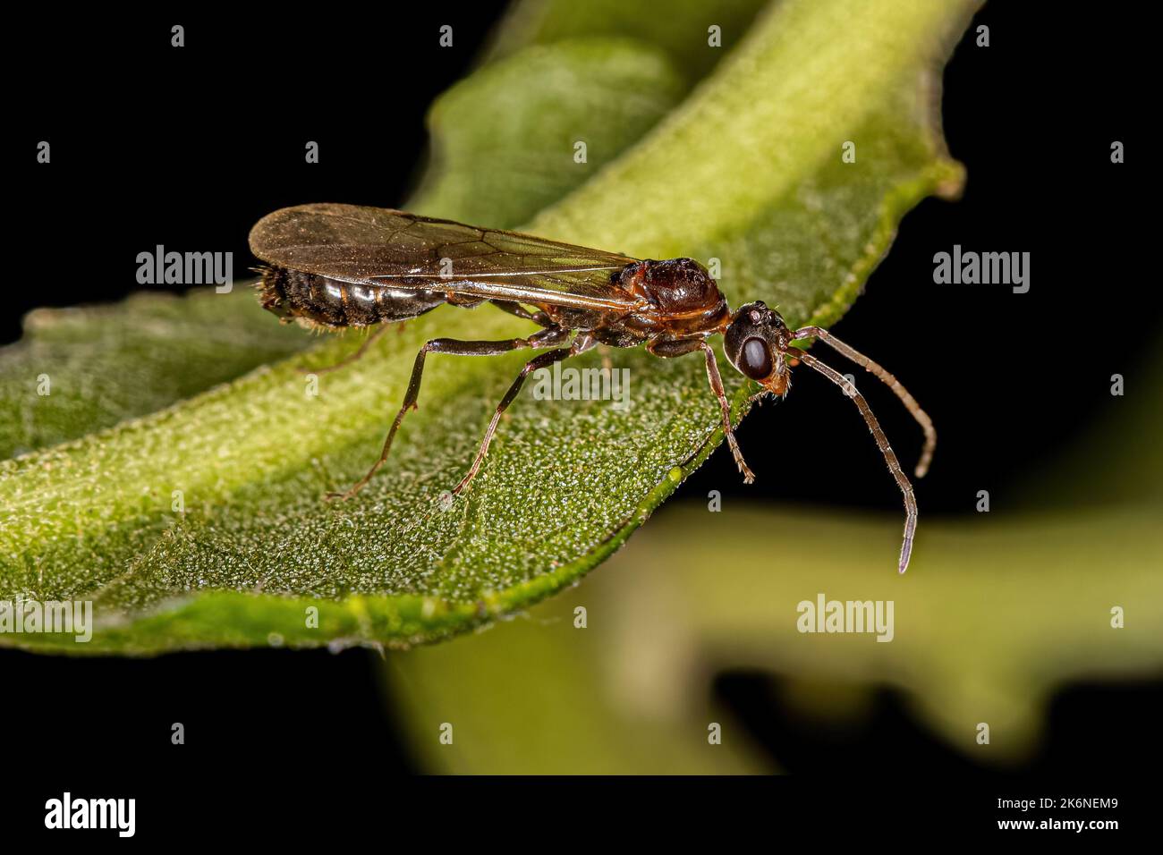 Adult Male Winged Ant of the Genus Pseudomyrmex Stock Photo Alamy