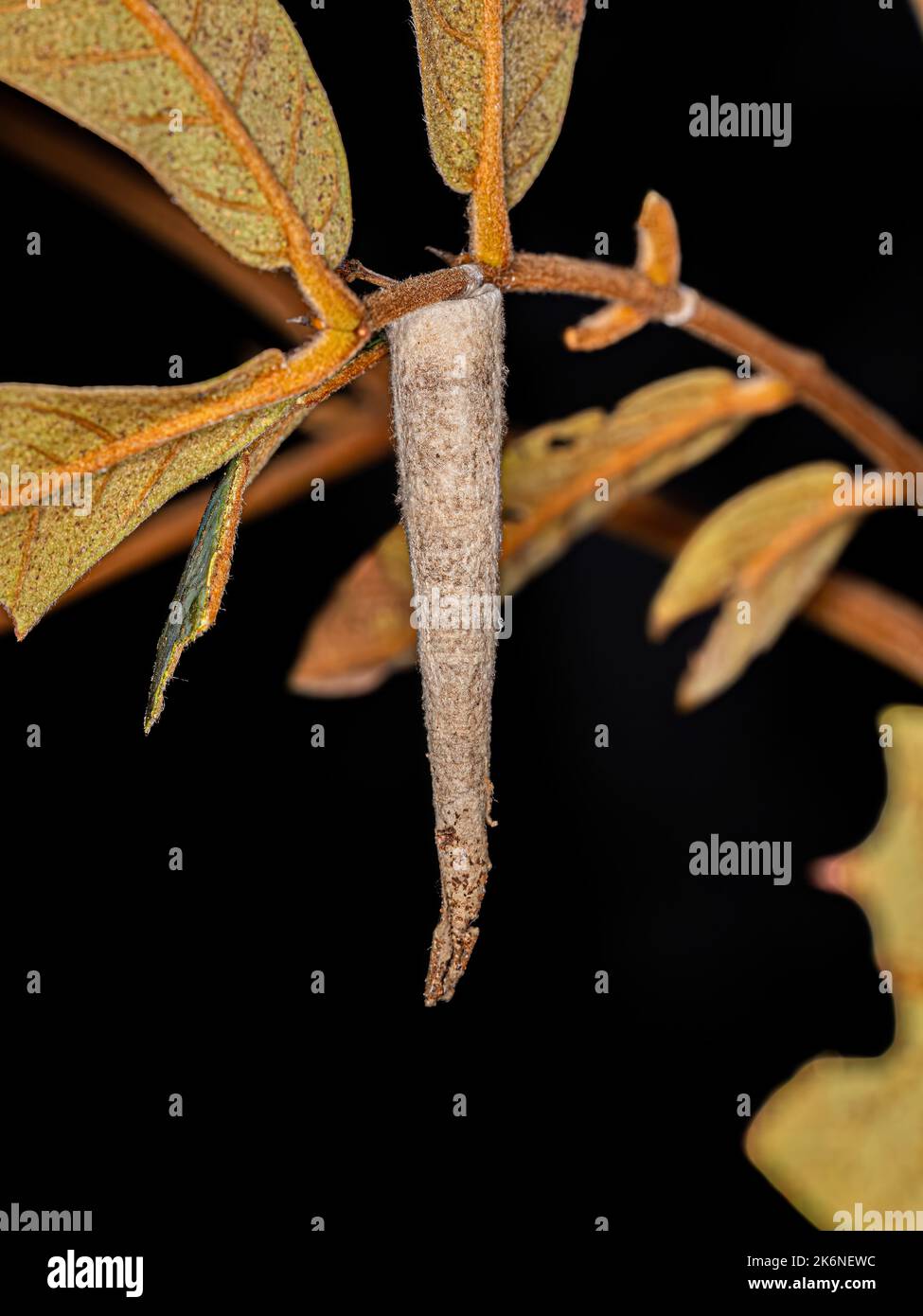 Small Bagworm Moth of the Family Psychidae Stock Photo