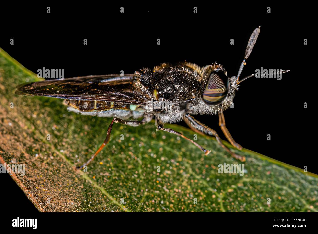 Small Adult Soldier Fly of the Genus Hoplitimyia Stock Photo