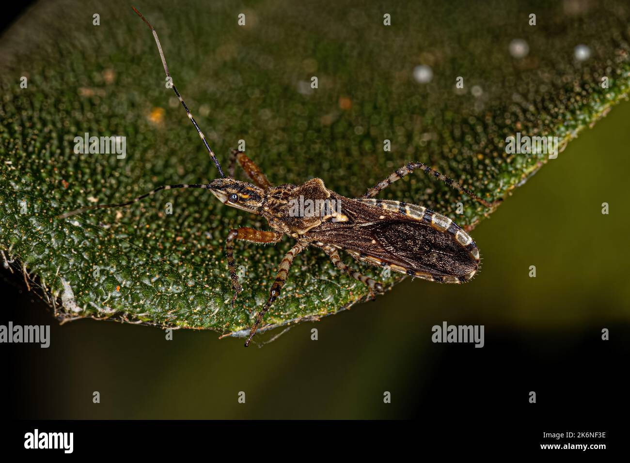 Adult Assassin Bug of the Genus Cosmoclopius Stock Photo - Alamy