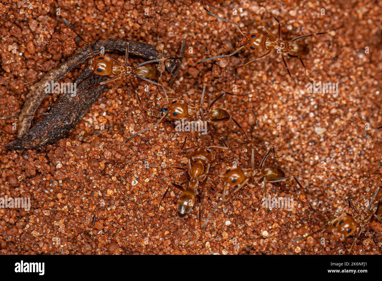 Adult Pyramid Ants of the Genus Dorymyrmex Stock Photo Alamy