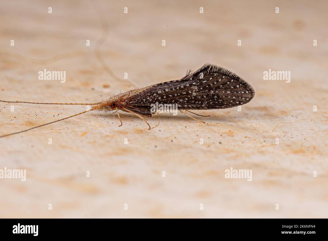 Adult Caddisfly Insect of the Order Trichoptera Stock Photo Alamy