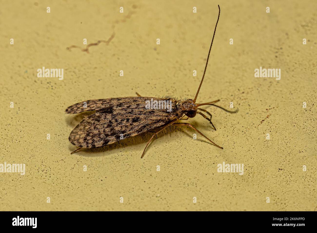 Adult Caddisfly Insect of the Order Trichoptera Stock Photo Alamy