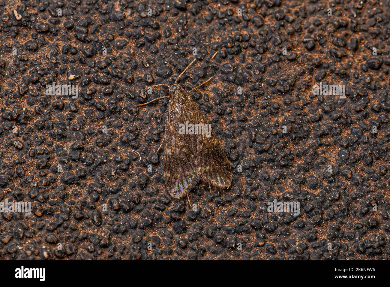 Adult Caddisfly Insect of the Order Trichoptera Stock Photo Alamy
