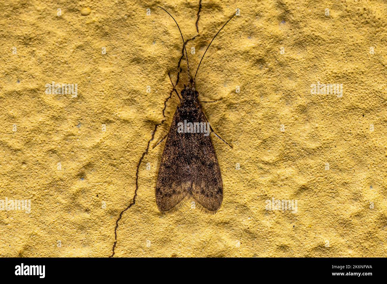 Adult Caddisfly Insect of the Order Trichoptera Stock Photo Alamy