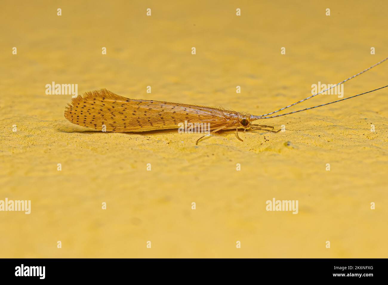 Adult Caddisfly Insect of the Genus Nectopsyche Stock Photo Alamy