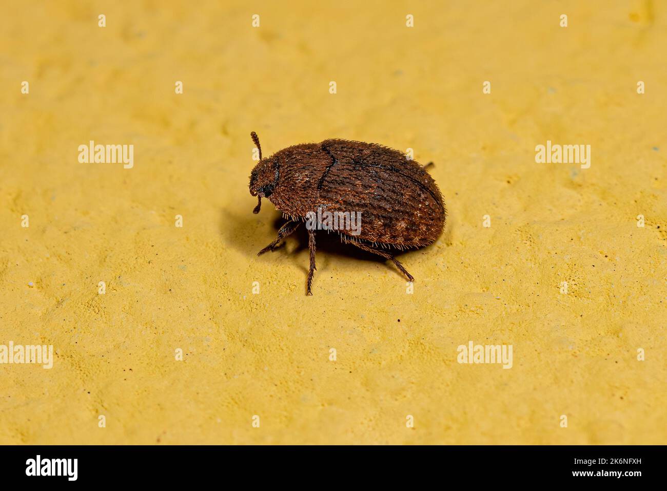 Adult Darkling Beetle of the Tribe Opatrini Stock Photo Alamy
