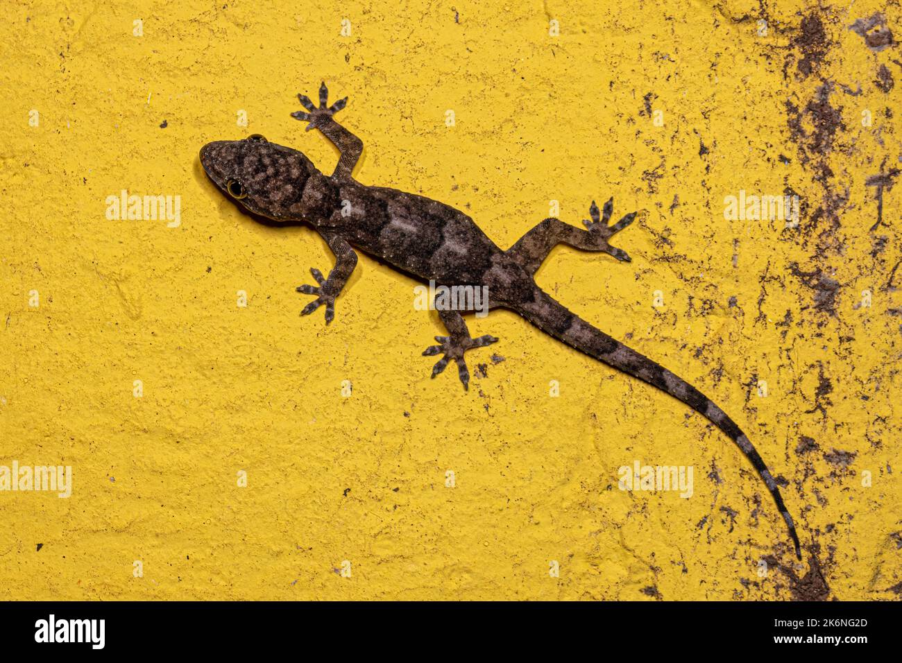 Tropical House Gecko of the species Hemidactylus mabouia Stock Photo