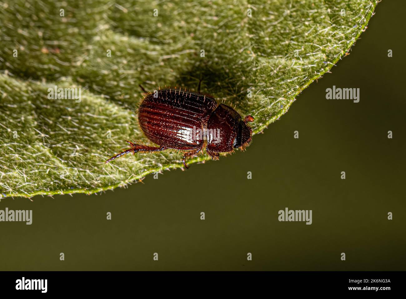 Small Adult Scarabaeiform Beetle of the Infraorder Scarabaeiformia Stock Photo