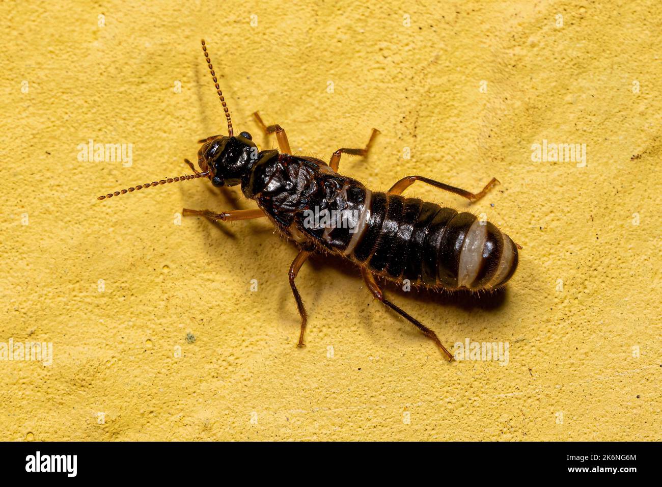 Higher termite hi-res stock photography and images - Alamy