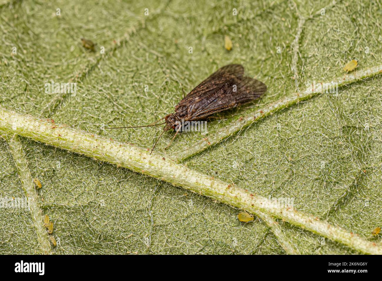 Adult Caddisfly Insect of the Order Trichoptera Stock Photo Alamy