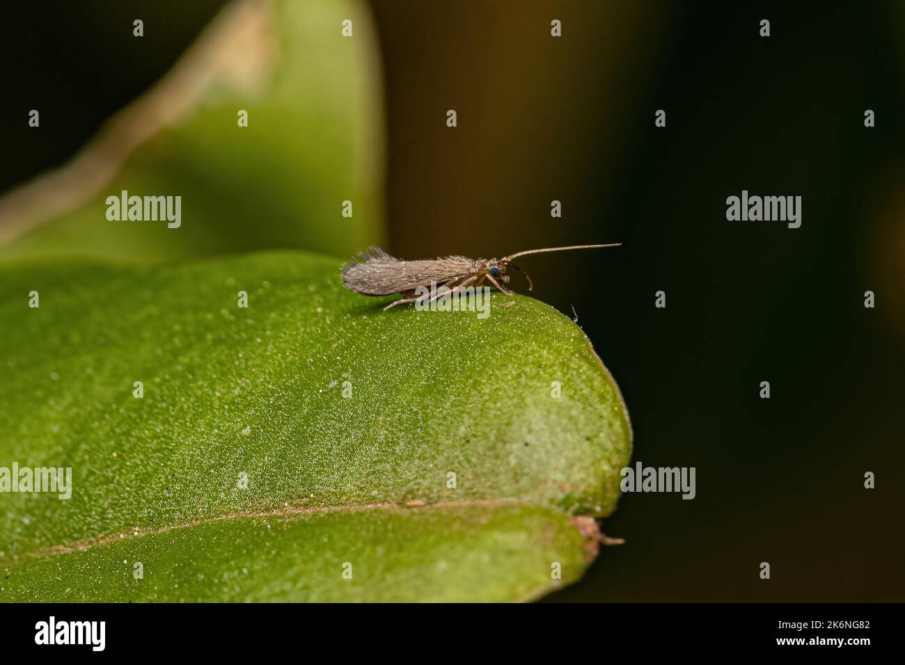 Adult Caddisfly Insect of the Order Trichoptera Stock Photo Alamy