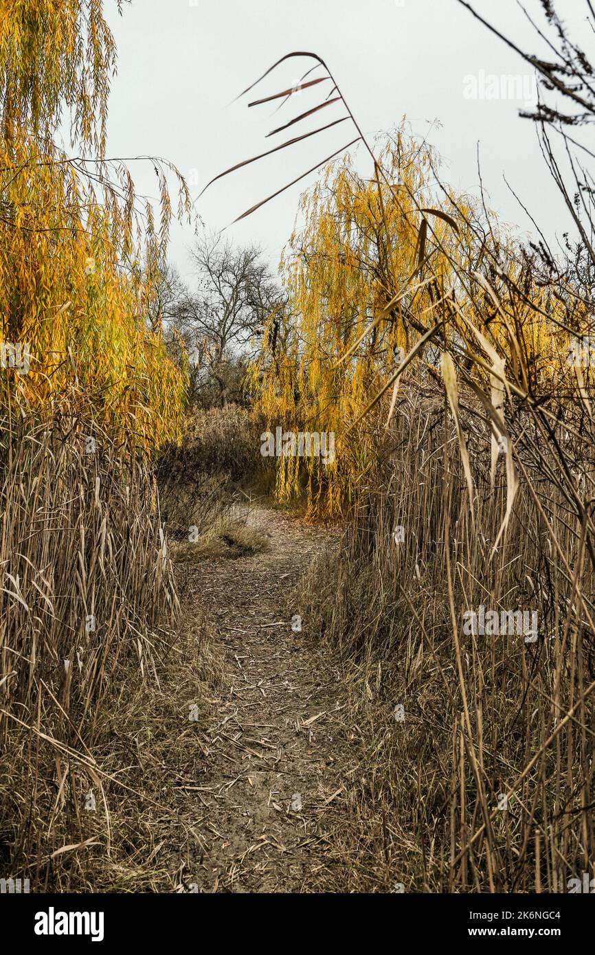 Image of a path in autumn floodplains in cloudy weather Stock Photo Alamy