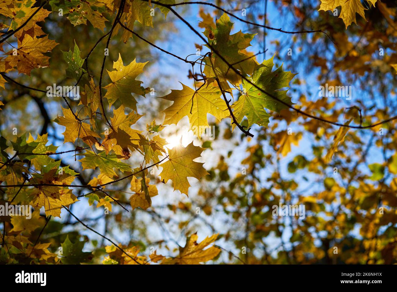 Golden autumn leaves on blue sky background. Concept of nature and ...