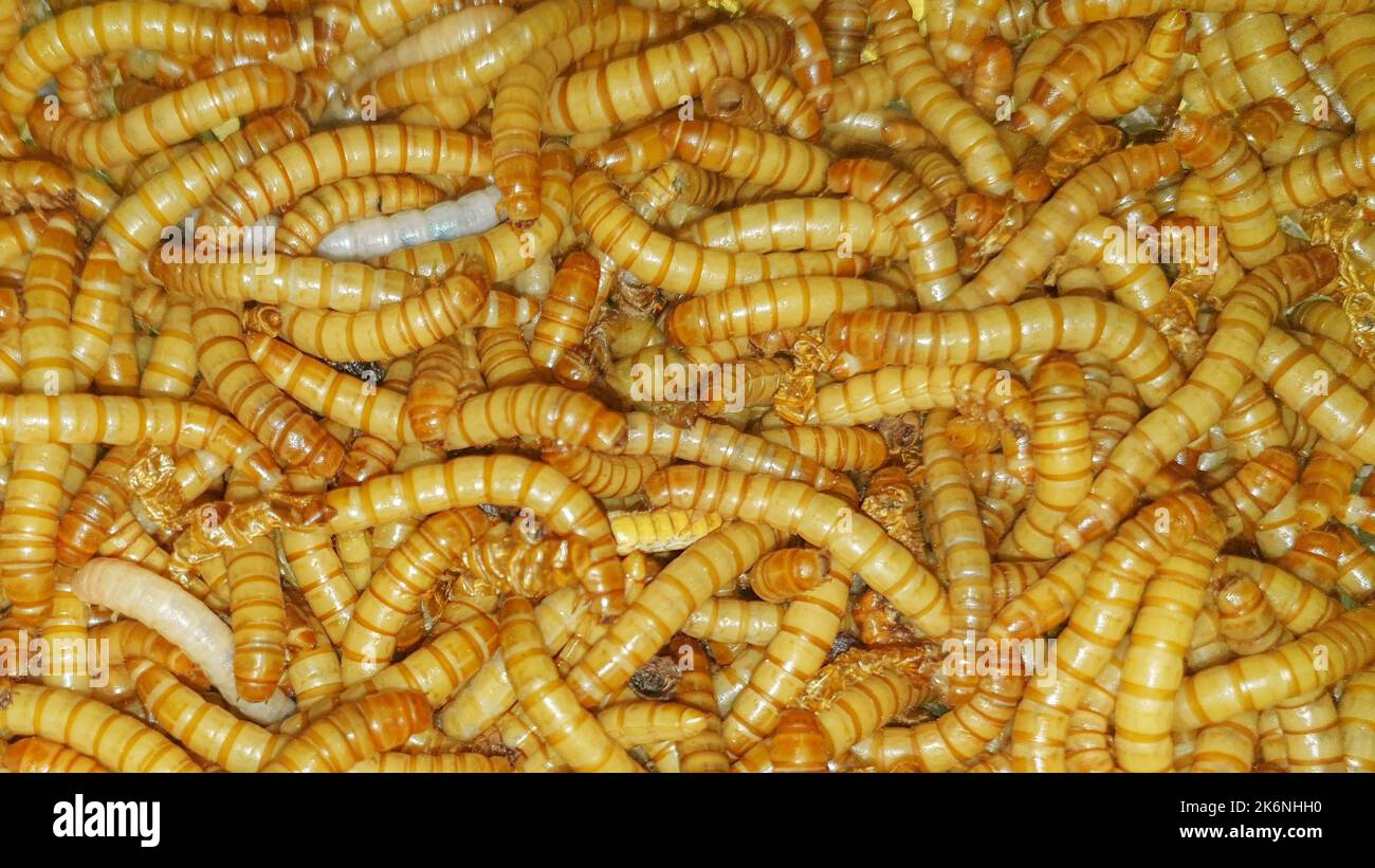 Background of living mealworms larvae. Suitable for food or fish bate, food for lizard and reptiles. Stock Photo