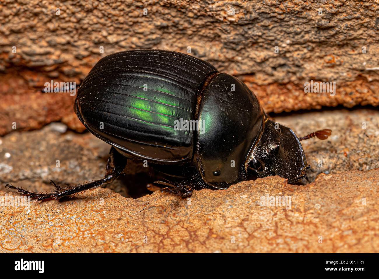 Adult Small Dung Beetle of the Tribe Coprini Stock Photo