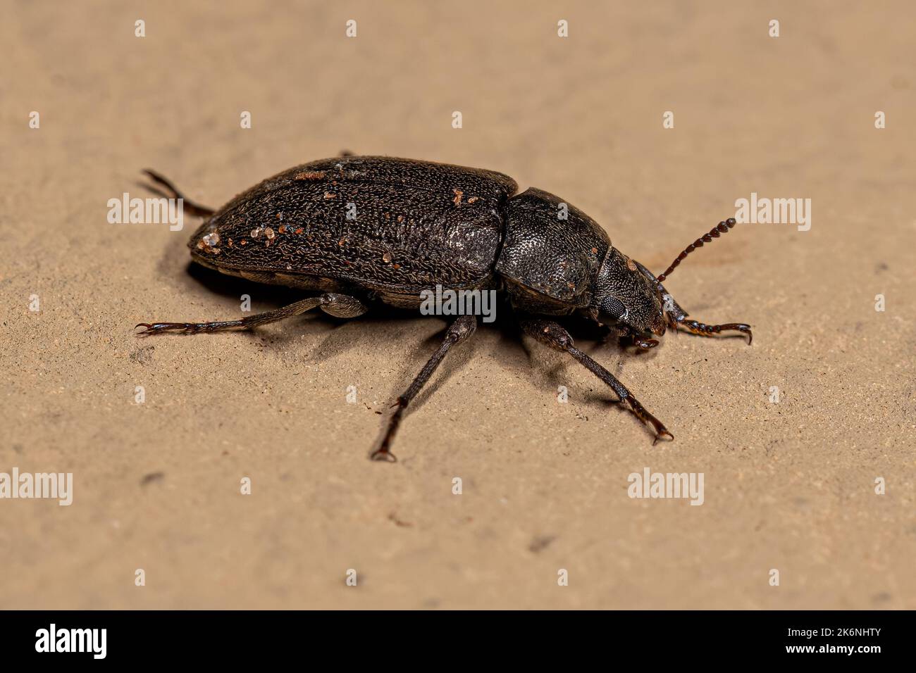 Adult Darkling Beetle of the tribe Epitragini Stock Photo Alamy