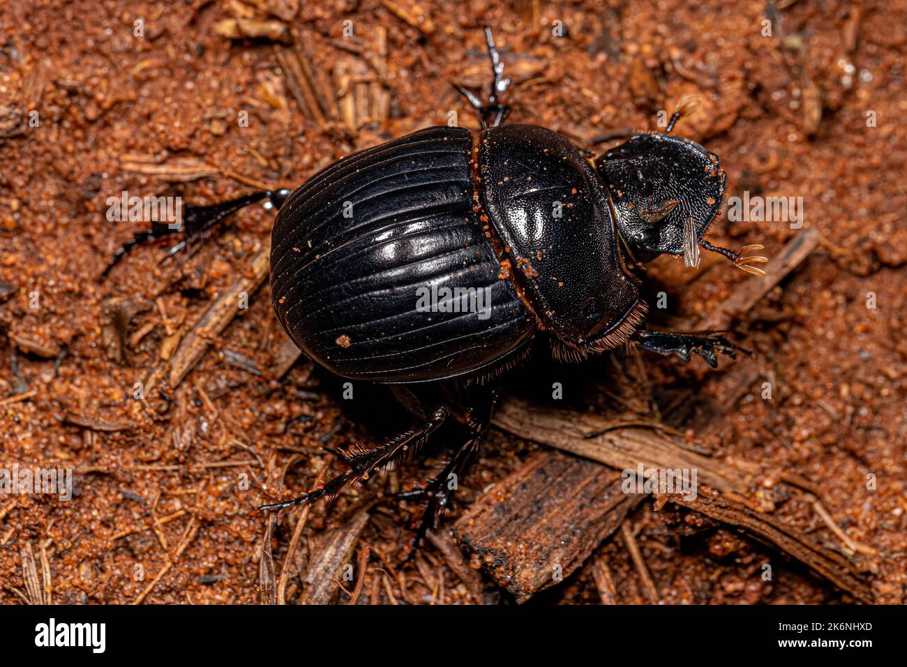 Adult Small Dung Beetle of the Tribe Coprini Stock Photo