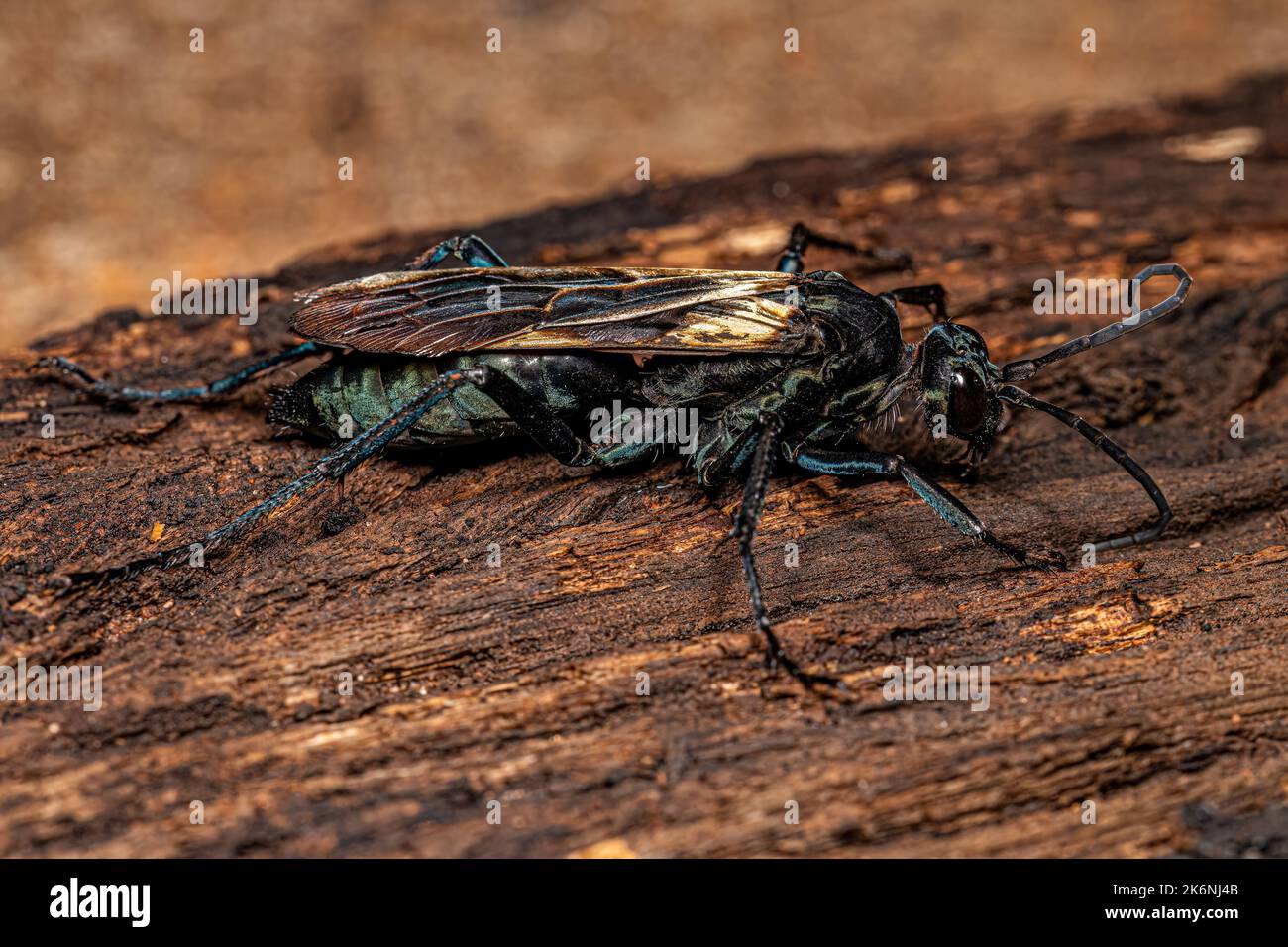 Adult Tarantula hawk Wasp of the Genus Pepsis Stock Photo