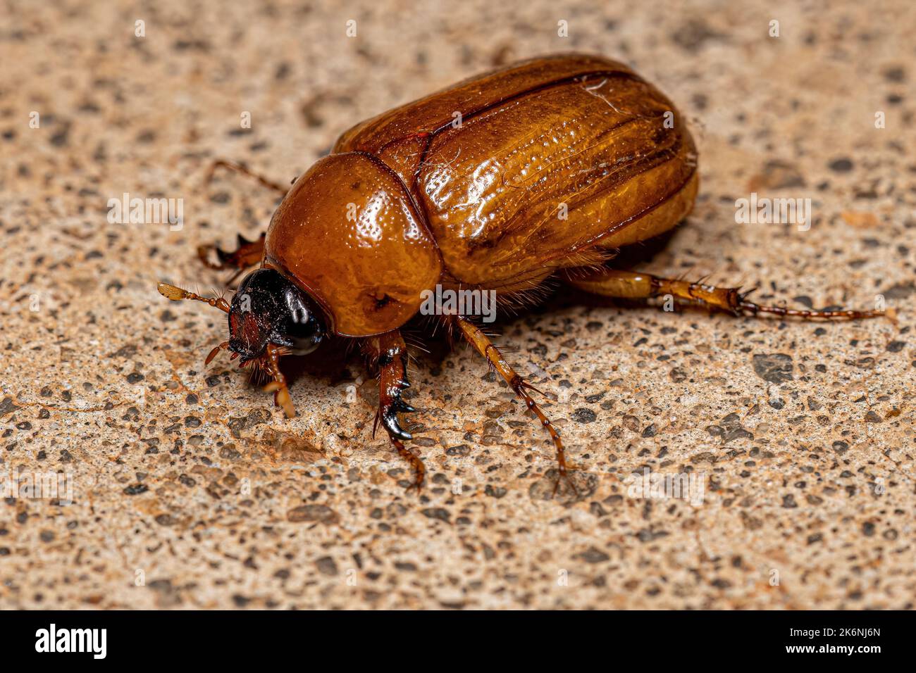 Adult Brown Scarab of the Family Scarabaeidae Stock Photo