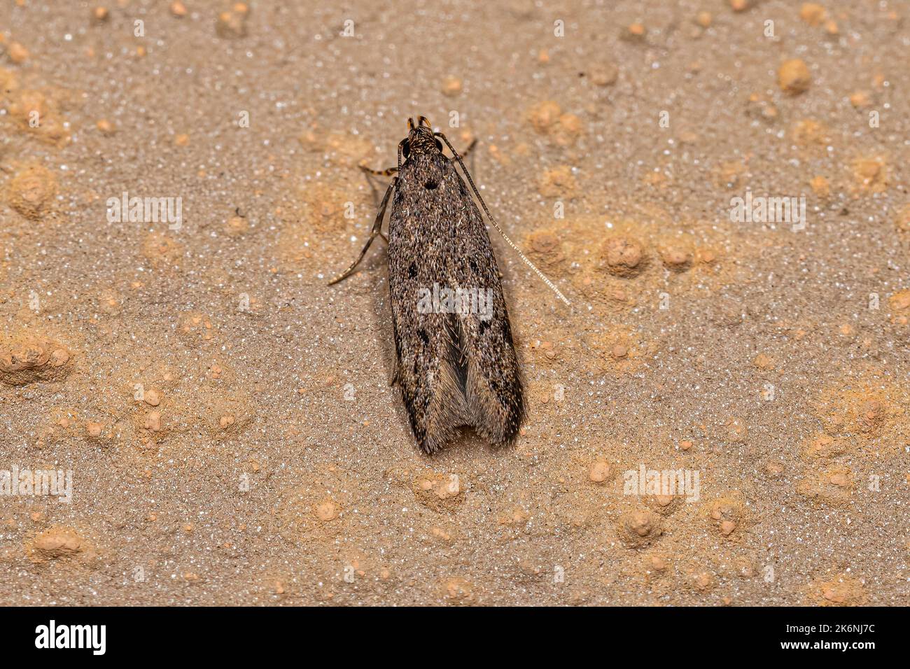 Adult Twirler Moth of the Tribe Anacampsini Stock Photo