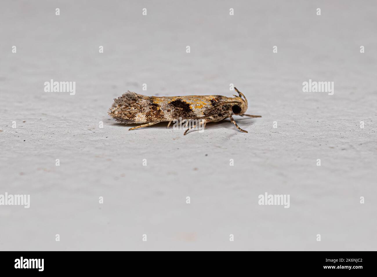 Adult Twirler Moth of the Genus Stegasta Stock Photo
