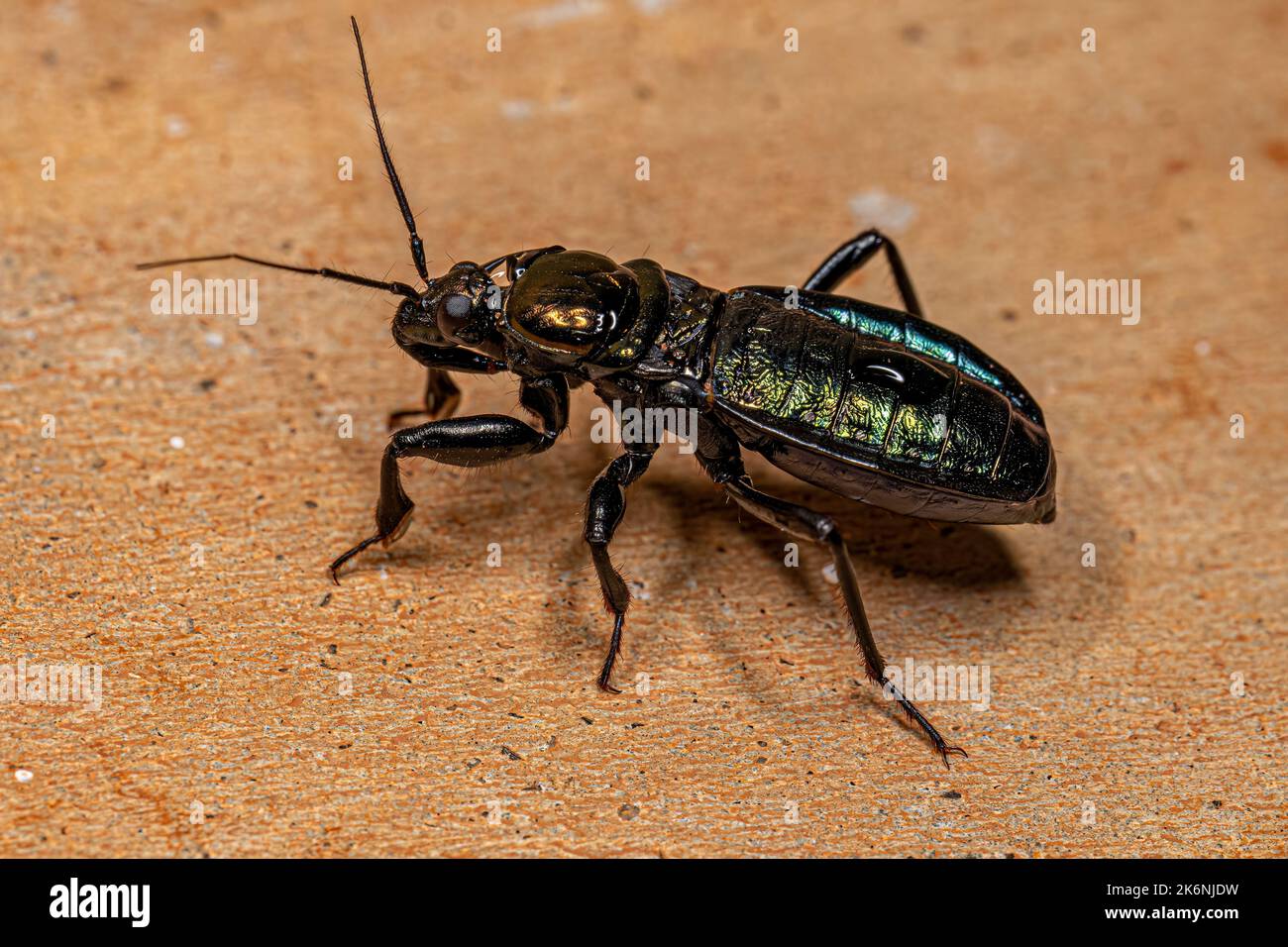 corsair-bug-nymph-of-the-subfamily-peiratinae-stock-photo-alamy