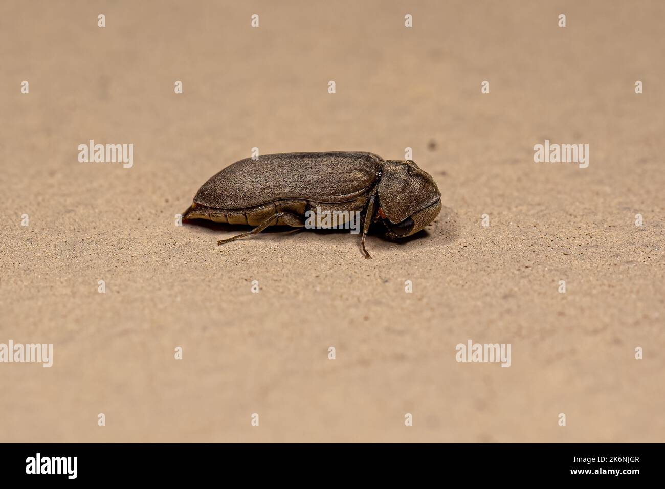 Adult Beetle Insect of the Family Ptinidae Stock Photo