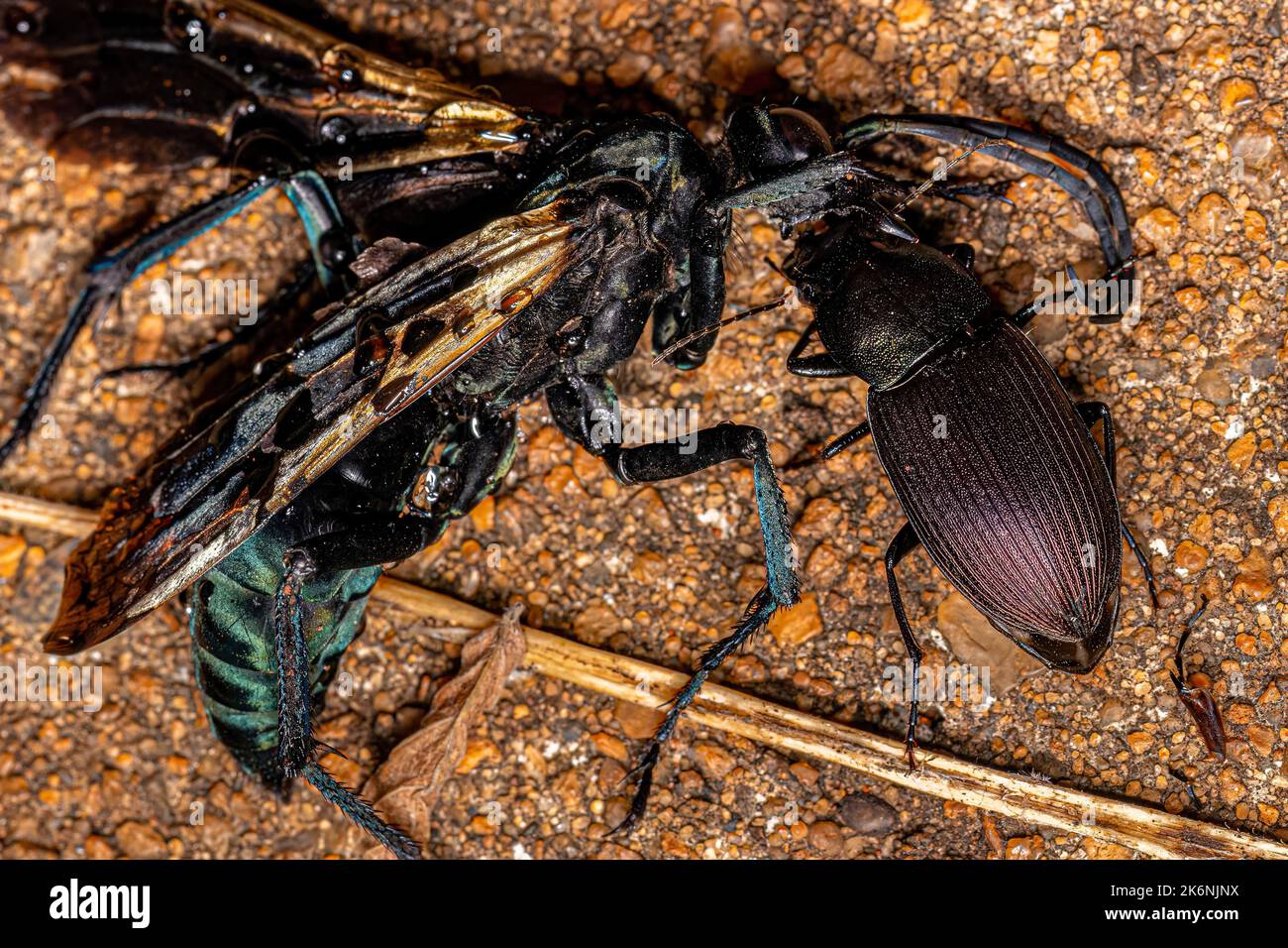 Adult Ground Beetle of the species Neoaulacoryssus speciosus eating a dead Adult Tarantula-hawk Wasp of the Genus Pepsis Stock Photo