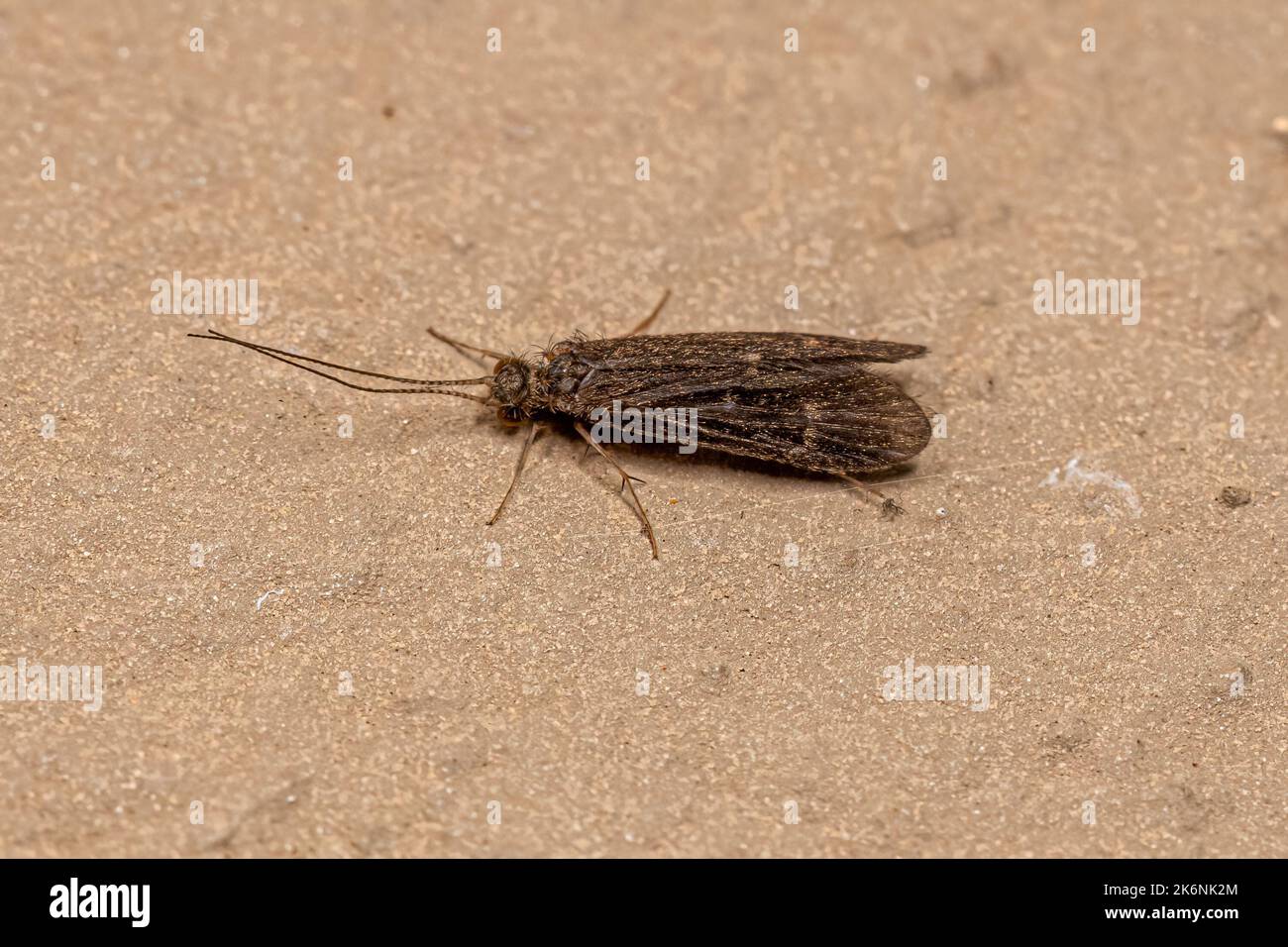Adult Caddisfly Insect of the Order Trichoptera Stock Photo Alamy