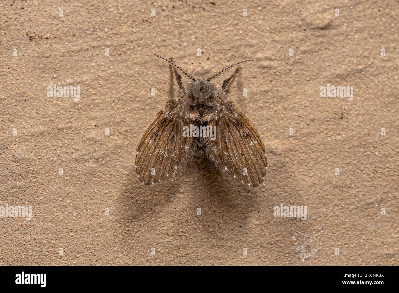 Adult Bathroom Moth Midge of the species Clogmia albipunctata Stock Photo