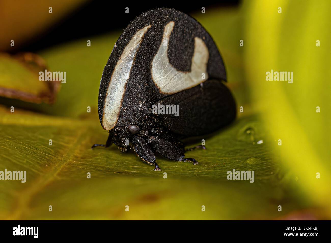 Adult Blackandwhite Treehopper of the species Membracis