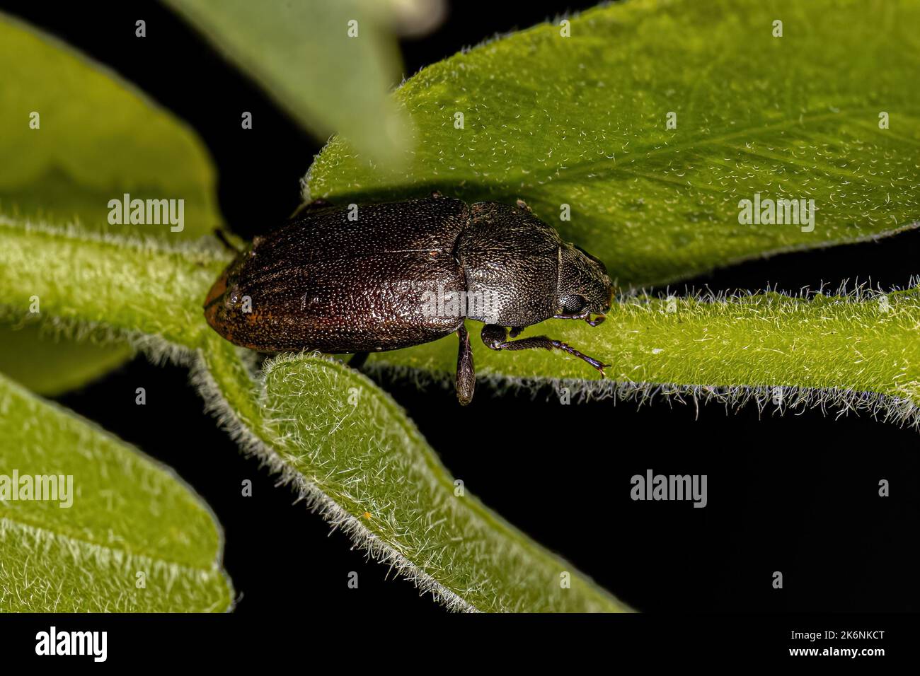 Adult Darkling Beetle of the tribe Epitragini Stock Photo Alamy
