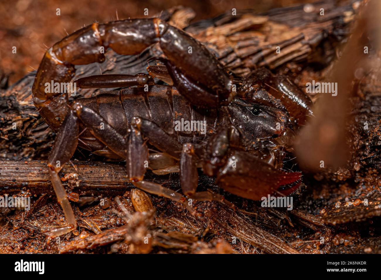 Small Black Scorpion of the Family Bothriuridae Stock Photo