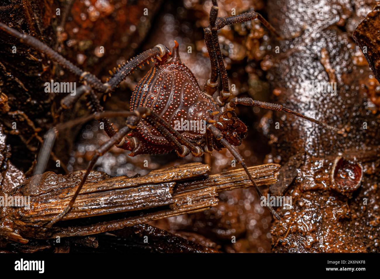 Adult Gonyleptid Harvestmen of the Genus Discocyrtanus Stock Photo