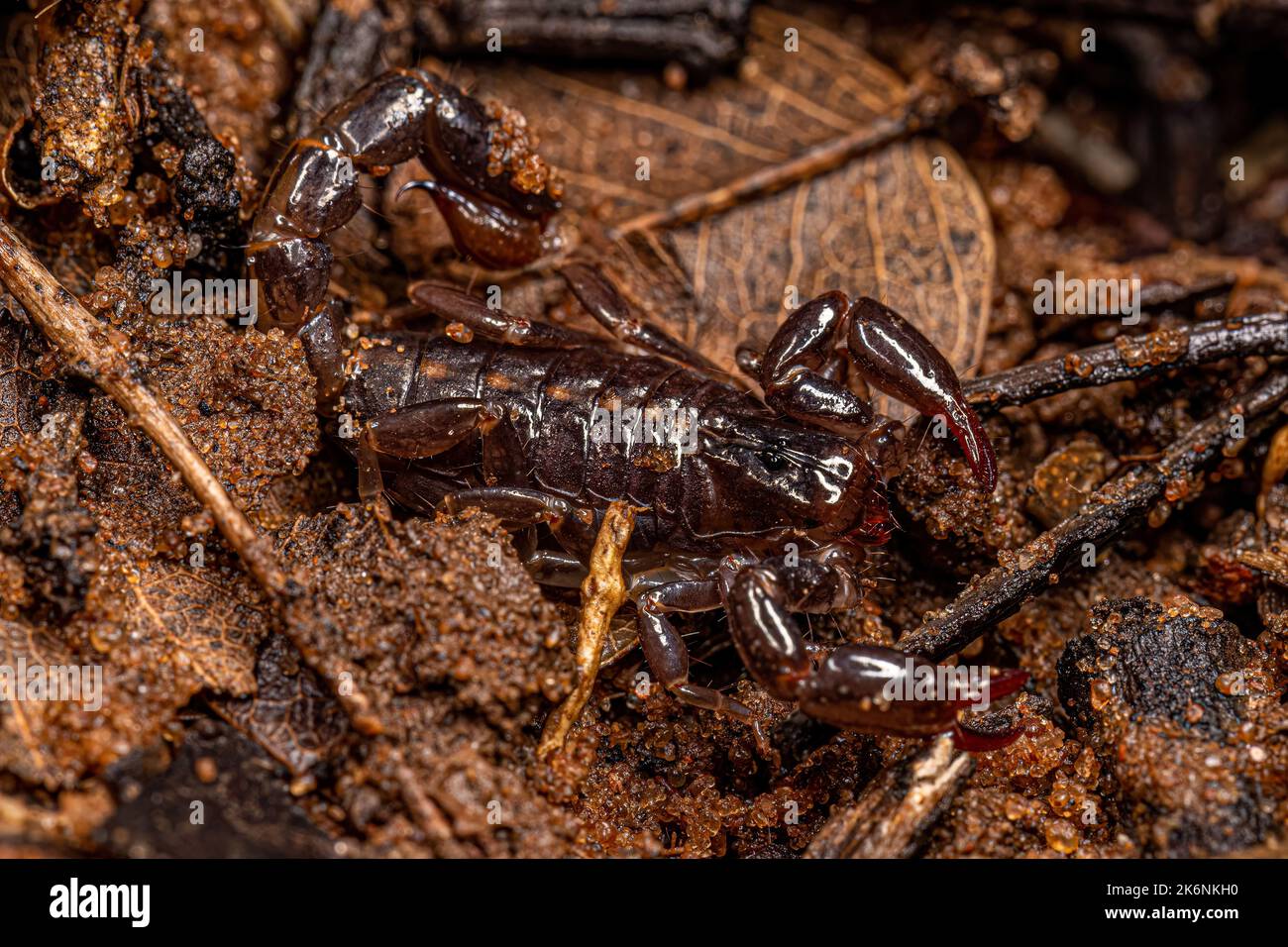 Small Black Scorpion of the Family Bothriuridae Stock Photo