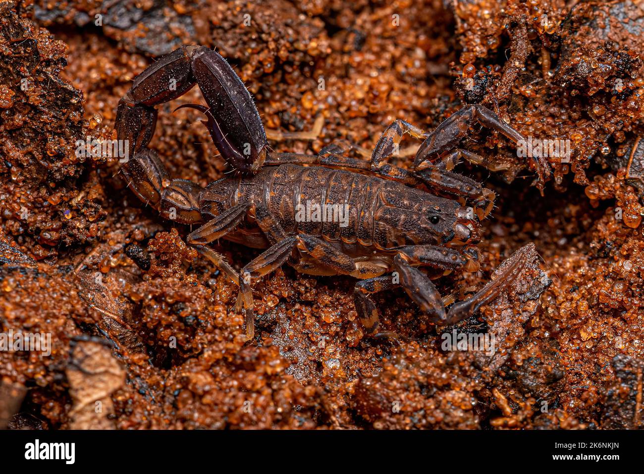 Adult Arrowbreasted Scorpion of the Genus Ananteris Stock Photo Alamy